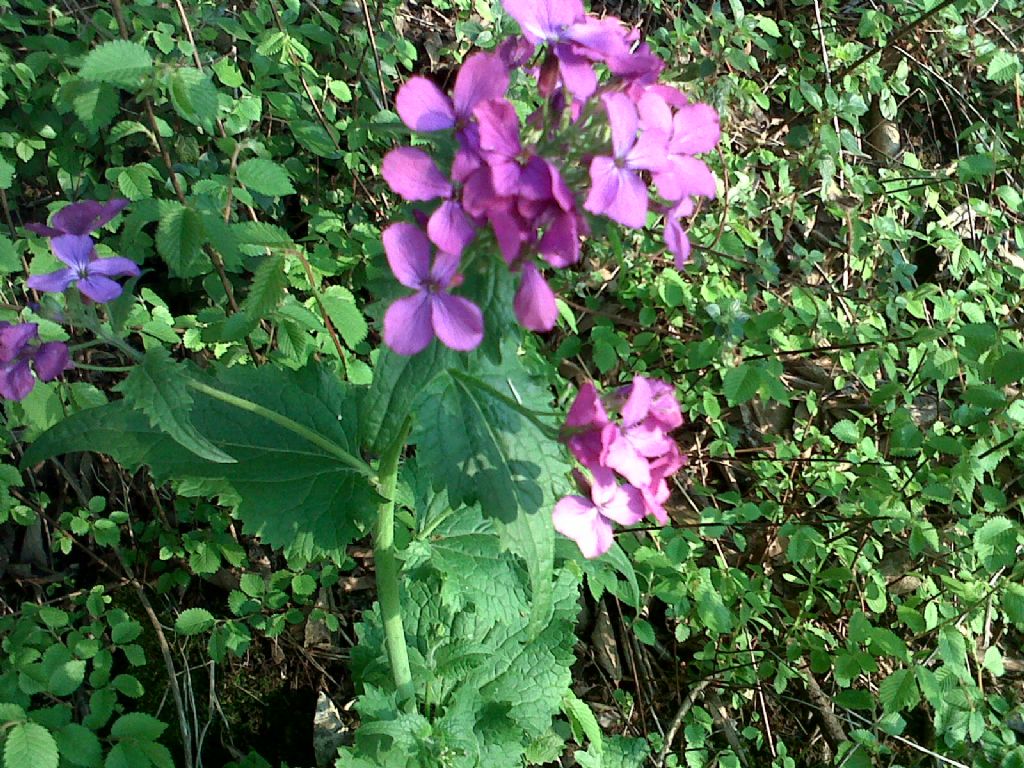 Lunaria annua